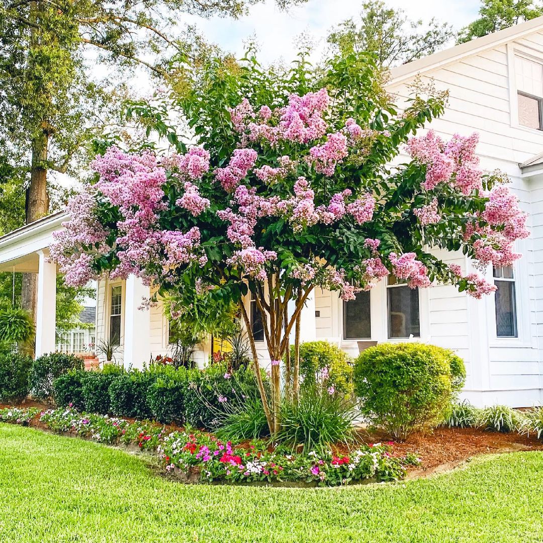 Simply Southern Cottage - Crepe Myrtle - Flowers - Shrubs - Blooming - Yard - Garden 