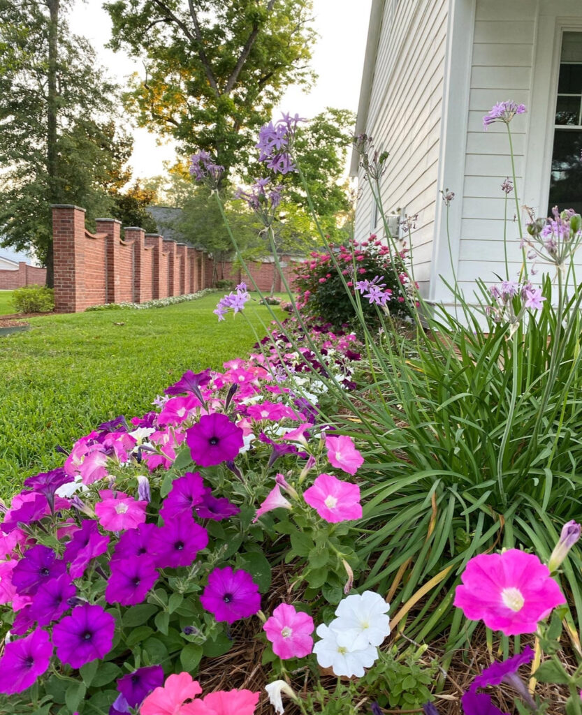 Simply Southern Cottage: Petunias