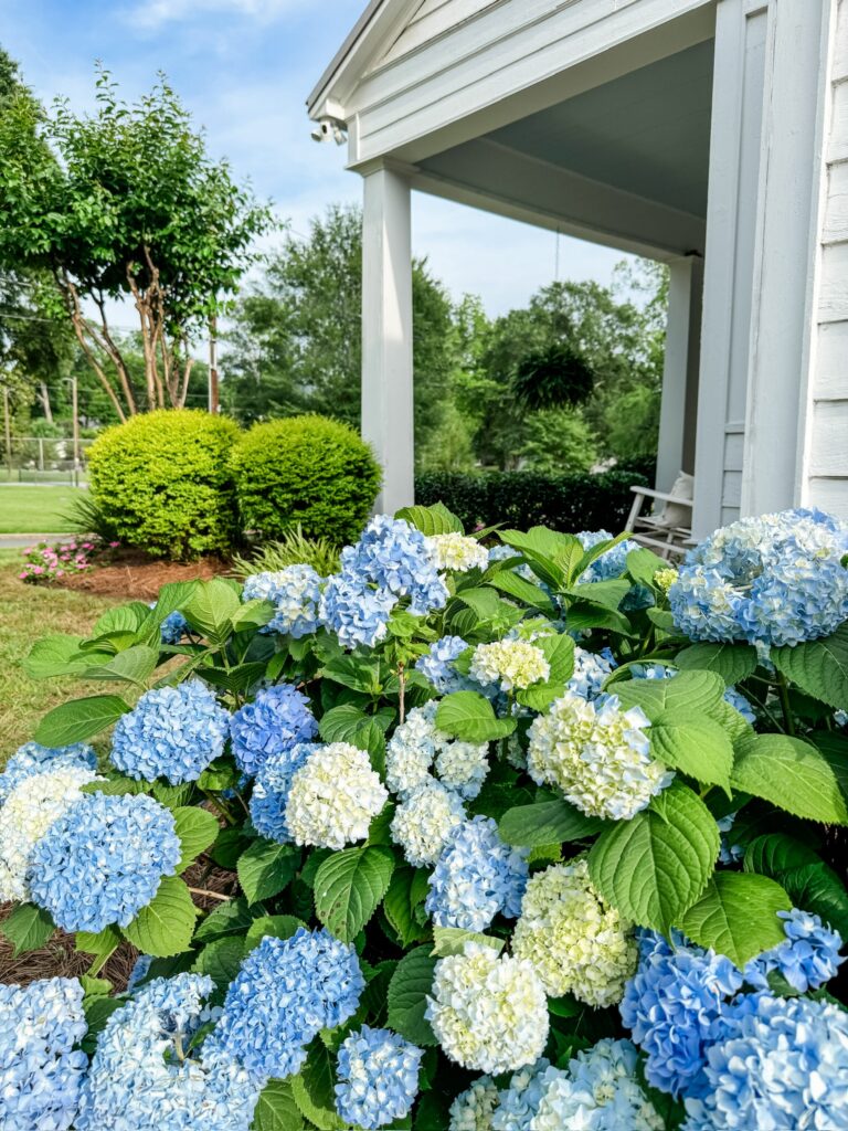 Simply Southern Cottage Hydrangeas Care
